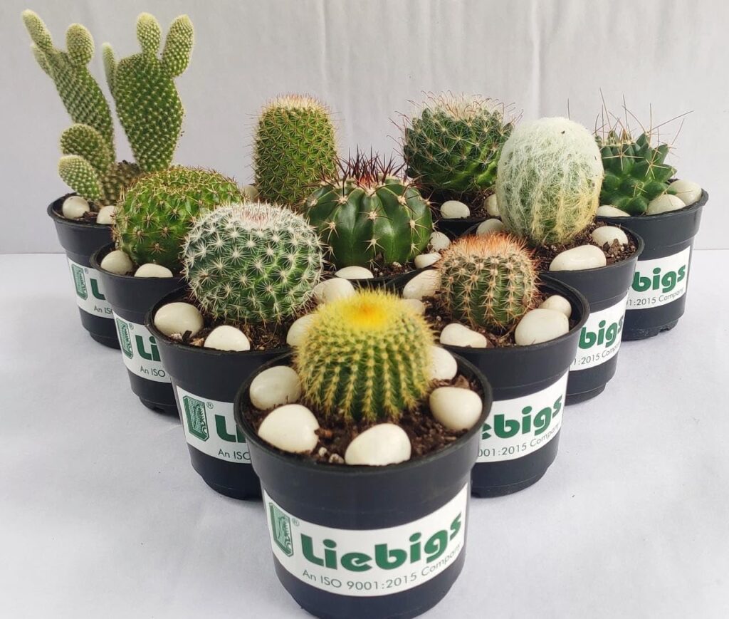 Liebigs Non Grafted Indoor Air Purifier Combo Cactus Pack Of 10 for return gift ideas