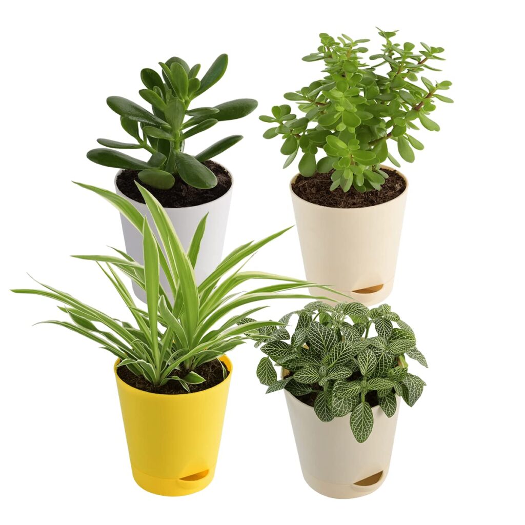 UGAOO Combo of 4 Indoor Live Plants for Home Decor with Pot - Jade, Spider, Fittonia & Crassula Ovata Plant Birthday Gift Ideas for Husband